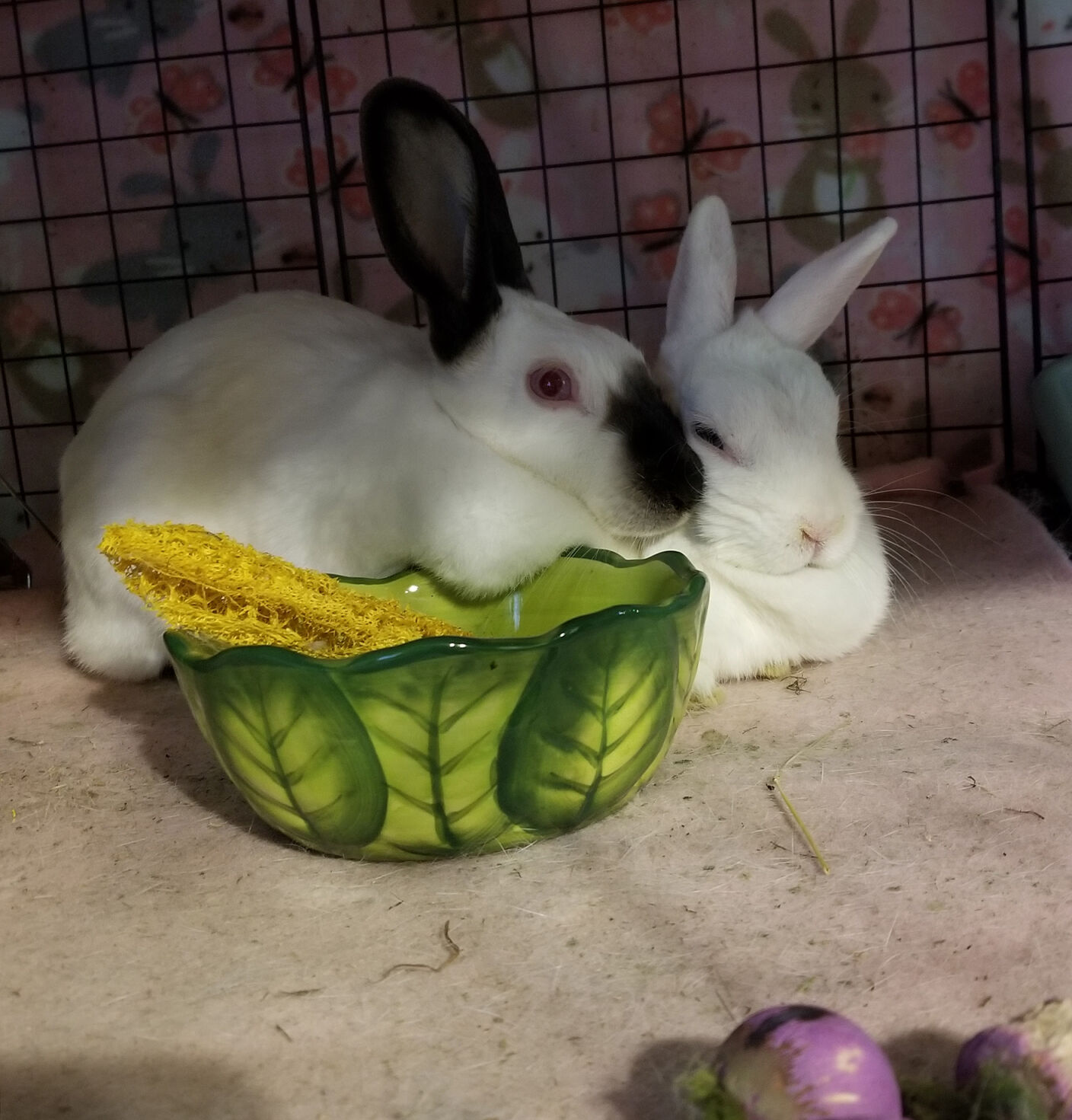 Raising rabbits right